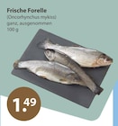 Frische Forelle von  im aktuellen V-Markt Prospekt für 1,49 €