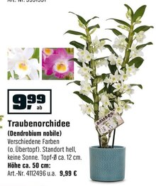 Traubenorchidee (Dendrobium nobile) bei OBI in Aachen Traubenorchidee (Dendrobium nobile) im Angebot bei OBI Aachen für 9,99 €