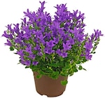 Glockenblume Angebote bei Penny Falkensee für 3,49 €