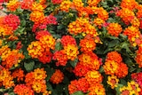 Promo Lantana à 12,99 € dans le catalogue Jardiland à Corbeil-Essonnes
