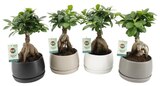 Ficus ginseng - Carrefour Ficus ginseng à 10,99 € dans le catalogue Carrefour