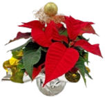 Weihnachtsstern oder Zauberstern für 2,49 € bei Kaufland im Angebot Weihnachtsstern oder Zauberstern im aktuellen Kaufland Prospekt