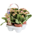 Barquette de 4 kalanchoés - Lidl à Aix-en-Provence Barquette de 4 kalanchoés en promo chez Lidl Aix-en-Provence à 3,99 €
