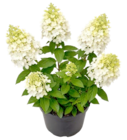 Aktuelles Rispenhortensie Angebot bei Thomas Philipps in Regensburg ab 6,99 €