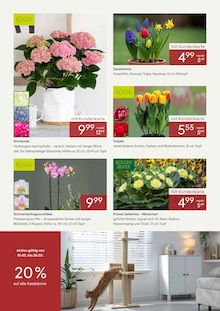 Pflanzen Kölle Hamburg Prospekt der aktuellen Woche, gültig von 01.02.2026 bis 28.02.2026 Aktueller Pflanzen Kölle Hamburg Prospekt "ZEIT FÜR FRÜHLINGSGEFÜHLE" mit 3 Seiten