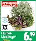 Herbst-Lieblinge bei Wreesmann im Prospekt "" für 6,49 €