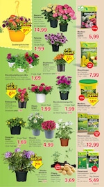 Aktueller Jawoll Prospekt mit Hortensie, "Sonderposten-Märkte", Seite 11