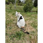 Repas pour chats Coffret Gold - GOURMET GOLD en promo chez Carrefour Market Repas pour chats Coffret Gold - GOURMET GOLD dans le catalogue Carrefour Market