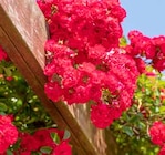 Strauch- oder Kletterrose im Pflanzen Kölle Prospekt Strauch- oder Kletterrose von Kölles Beste im aktuellen Pflanzen Kölle Prospekt für 17,99 €