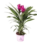 Curcuma siam splash en promo chez Truffaut Curcuma siam splash dans le catalogue Truffaut
