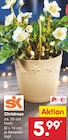 Christrose im Angebot bei Netto Marken-Discount in Dresden Christrose Angebote von SK bei Netto Marken-Discount Dresden für 5,99 €