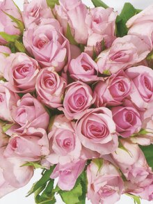 Bouquet de 30 roses 40 cm - Géant Casino à Montigny-le-Bretonneux Bouquet de 30 roses 40 cm en promo chez Géant Casino Montigny-le-Bretonneux à 6,00 €