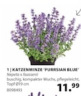 KATZENMINZE ‘PURRSIAN BLUE’ im Angebot bei Dehner Garten-Center in Kaufbeuren KATZENMINZE ‘PURRSIAN BLUE’ Angebote bei Dehner Garten-Center Kaufbeuren für 11,99 €
