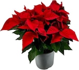 Poinsettia XXL à Carrefour dans Champforgeuil