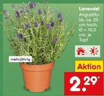 Lavendel Angustifolia  im aktuellen Netto Marken-Discount Prospekt für 2,29 €