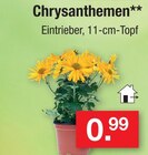 Aktuelle Chrysantheme Angebote bei Zimmermann in Bremen Aktuelles Chrysanthemen Angebot bei Zimmermann in Bremen ab 0,99 €