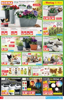 Blumentopf im aktuellen Norma Prospekt (Wiesbaden) Blumentopf im Norma Prospekt "Mehr fĂĽrs Geld" mit 22 Seiten (Wiesbaden)