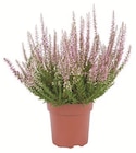 Aktuelle Pflanzen Angebote bei Lidl in Krefeld Aktuelles Heidekraut (Calluna vulgaris) Angebot bei Lidl in Krefeld ab 1,99 €