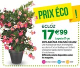 Jardineries du terroir Aurillac - Promo Dipladénia palissé ECLOZ Promo Dipladénia palissé ECLOZ à 17,99 € dans le catalogue Jardineries du terroir à Aurillac
