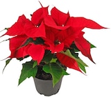 Mini-Weihnachtsstern bei Penny im Bruchsal Prospekt für 1,39 €