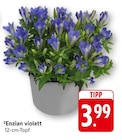 Enzian violett Angebote bei EDEKA Schwäbisch Hall für 3,99 €
