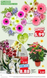 Kaufland Orchidee im Prospekt Kaufland Orchidee im Prospekt