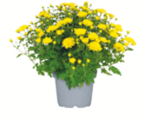 toom Baumarkt Badra - Chrysanthemen Angebot im Prospekt Chrysanthemen bei toom Baumarkt im Badra Prospekt für 1,99 €