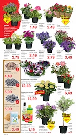 Aktueller Jawoll Prospekt mit Hortensie, "Sonderposten-Märkte", Seite 6