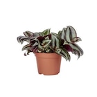 Botanic Anthy-sur-Léman - Promo Tradescantia mix en pot diamètre 6 cm Promo Tradescantia mix en pot diamètre 6 cm à 3,50 € dans le catalogue Botanic à Anthy-sur-Léman