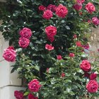 Truffaut - ROSIER GRIMPANT BOUTONNÉ FLEURI : offre du catalogue Promo ROSIER GRIMPANT BOUTONNÉ FLEURI à 22,95 € dans le catalogue Truffaut "Profitons des beaux jours !"