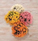 Chrysanthème - U en promo chez Super U Nantes à 13,98 €