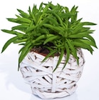 Succulentes en coupe osier en promo chez Lidl Le Mans à 3,99 €