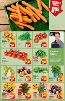 Pflanzen im REWE Prospekt "Dein Markt" mit 32 Seiten (Herne)