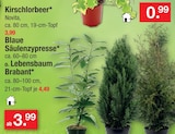 Blaue Säulenzypresse o. Lebensbaum Brabant Angebote bei Zimmermann Magdeburg für 3,99 €