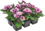 Pack de 6 chrysanthèmes - GARDENLINE - Aldi à Rezé Pack de 6 chrysanthèmes - GARDENLINE en promo chez Aldi Rezé à 2,99 €