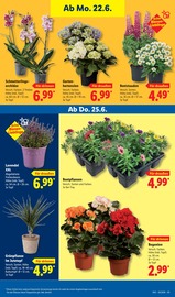 Stauden im Lidl Prospekt in Ahlen Aktueller Lidl Prospekt mit Stauden, "LIDL LOHNT SICH", Seite 73