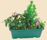 Composition 3 plantes jardinière 30 cm en promo chez Intermarché Créteil à 11,99 €