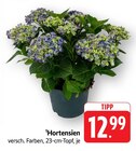 Aktuelle Hortensie Angebote bei EDEKA in Darmstadt Aktuelles Hortensien Angebot bei EDEKA in Darmstadt ab 12,99 €