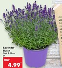 Lavendel-Busch Angebote bei Kaufland Bergisch Gladbach für 4,99 €