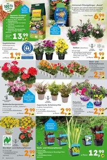 Gartenpflanzen im Globus-Baumarkt Prospekt "Immer eine Idee besser" mit 20 Seiten (Bonn)