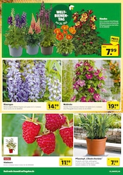 Blumentopf im Hagebaumarkt Prospekt in Paderborn Aktueller Hagebaumarkt Prospekt mit Blumentopf, "Ab nach draußen? SO günstig geht das!", Seite 4