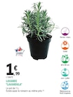 Promo Lavande Lavandula à 1,99 € dans le catalogue E.Leclerc à Bruges