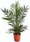 Palmier de jardin en promo chez Lidl Créteil à 13,99 €