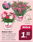 Nelken-Mix für 1,99 € bei Netto mit dem Scottie im Angebot Nelken-Mix im aktuellen Netto mit dem Scottie Prospekt