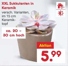 XXL Sukkulenten bei Netto Marken-Discount in Pforzheim XXL Sukkulenten im Angebot bei Netto Marken-Discount Pforzheim für 5,99 €
