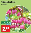 Tränendes Herz im aktuellen Thomas Philipps Prospekt