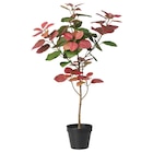 Topfpflanze, künstlich drinnen/draußen Perückenstrauch von FEJKA im aktuellen IKEA Prospekt für 9,99 €