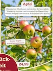 Aktuelles Apfelbaum Angebot bei Garten-Center Nordharz GmbH & Co. KG in Kassel ab 14,99 €