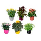 Plante fleurie - Carrefour Plante fleurie à 2,99 € dans le catalogue Carrefour