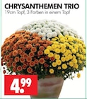 Aktuelle Chrysantheme Angebote bei Wreesmann in Dresden Aktuelles CHRYSANTHEMEN TRIO Angebot bei Wreesmann in Dresden ab 4,99 €